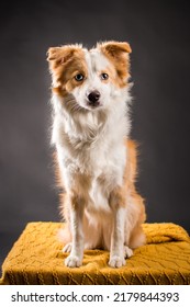 Pet Dog Studio Photography For Advertisement, Veterinarian, Dog Trainer, Dog Daycare, Groomer