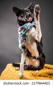 Pet Dog Studio Photography For Advertisement, Veterinarian, Dog Trainer, Dog Daycare, Groomer