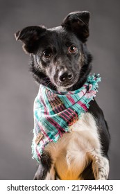 Pet Dog Studio Photography For Advertisement, Veterinarian, Dog Trainer, Dog Daycare, Groomer