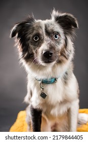 Pet Dog Studio Photography For Advertisement, Veterinarian, Dog Trainer, Dog Daycare, Groomer