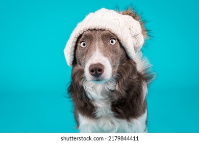 Pet Dog Studio Photography For Advertisement, Veterinarian, Dog Trainer, Dog Daycare, Groomer