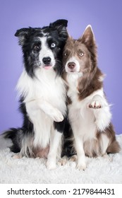 Pet Dog Studio Photography For Advertisement, Veterinarian, Dog Trainer, Dog Daycare, Groomer