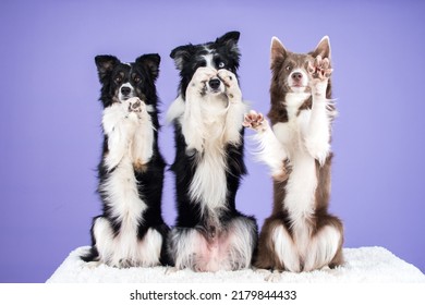 Pet Dog Studio Photography For Advertisement, Veterinarian, Dog Trainer, Dog Daycare, Groomer