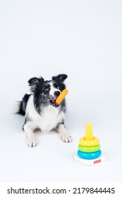 Pet Dog Studio Photography For Advertisement, Veterinarian, Dog Trainer, Dog Daycare, Groomer