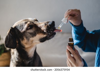 Pet Dog Taking Cbd Hemp Oil - Canine Licking Cannabis Dropper For Anxiety Treatment