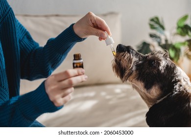 Pet Dog Taking Cbd Hemp Oil - Canine Licking Cannabis Dropper For Anxiety Treatment