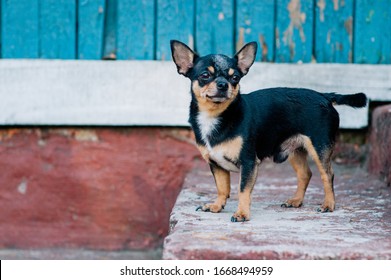 Black Chihuahua High Res Stock Images Shutterstock