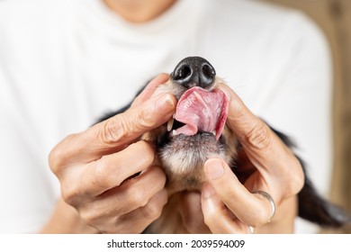 A Pet Dog Who Hates Being Checked For Dental Health And Resists With His Tongue Out