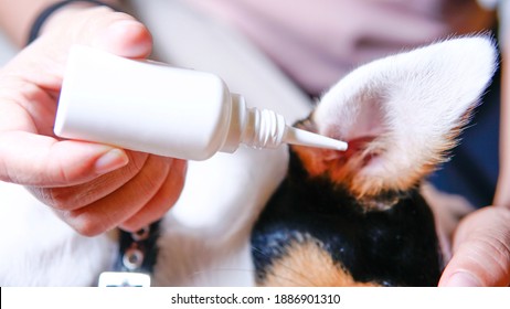 Pet Ear Disease Drop Treatment 