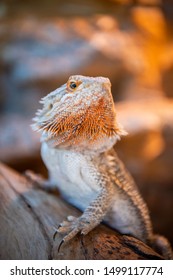 A Pet Eastern Centralian Bearded Dragon (Pogona Vitticeps) Turns Its Head, Perched On A Log In Its Terrarium Or Reptile Enclosure With Heat Lamp