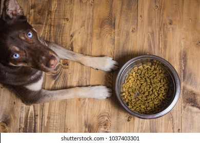 Pet Eating Food. Dog Eats Food From Bowl. The Dog Asks For Food. Hungry Dog Waiting To Eat Out Of His Big Bowl. Hungry  Blue Eyes. Bowl Of Dry Kibble Dog Food And Dog's Paws And Neb Over Grunge Wooden