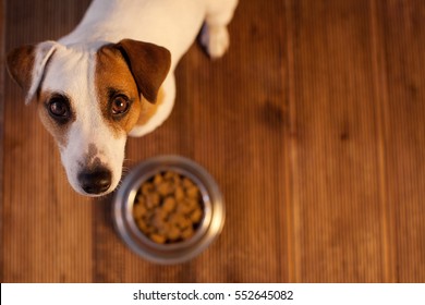 Pet Eating Food. Dog Eats Food From Bowl