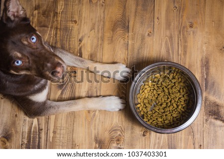 Pet eating food. Dog eats food from bowl. The dog asks for food. Hungry dog waiting to eat out of his big bowl. Hungry  blue eyes. Bowl of dry kibble dog food and dog's paws and neb over grunge wooden