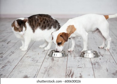 Pet Eating Foot. Cat And Dog Eats Food From Bowl