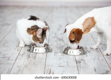 Pet eating foot  Dog   cat eats food from bowl