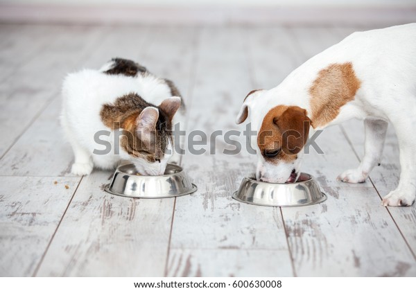 Pet eating\
foot. Dog and cat eats food from\
bowl