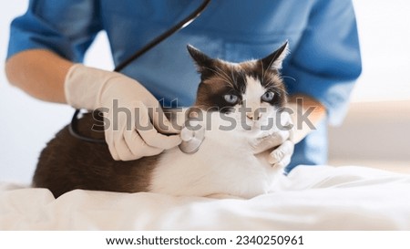 Pet Examination. Cropped Shot Of Veterinarian Doctor Assessing the Cat's Heart Rate Checking Health Problems, Listening And Examining Animal With Stethoscope At Modern Clinic, Panorama