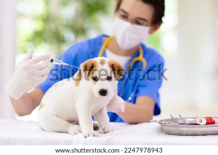 Pet examining dog. Puppy at veterinarian doctor. Animal clinic. Pet check up and vaccination. Health care for dogs. Baby dog getting injections.
