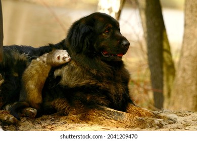 A Pet Ferret And A Big Black Dog