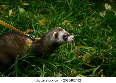 A Pet Ferret On A Walk