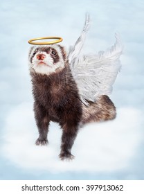 Pet Ferret In Sky Clouds With Angel Wings And Halo