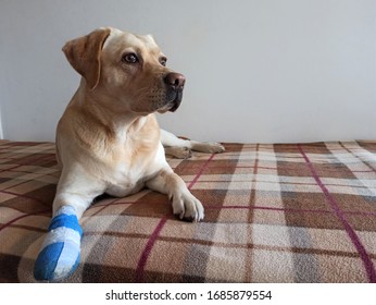 Pet First Aid Concept. Paw Bandage For Dogs: Wrap A Gauze Bandage Over The Nonstick Absorbent Pad. Wrap A Layer Of Adhesive Tape Over The Bandage.