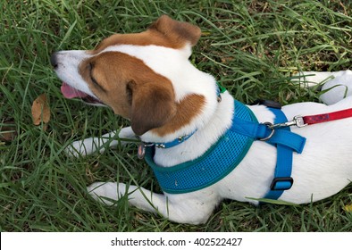 Pet Fox Terrier On Lead And Harness, From Above.