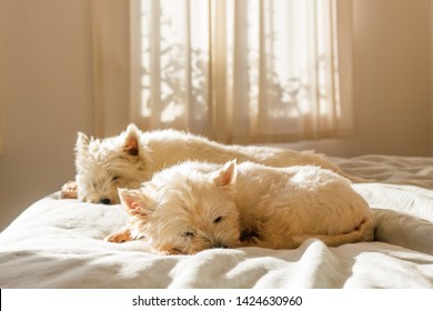 Pet friendly accommodation: lazy cute west highland white terrier westie dogs having morning sleep in on bed dogs having morning sleep in on bed