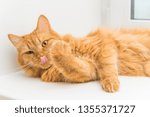 a pet ginger cat licking fur shows tongue