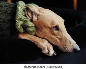 Pet Greyhound With Knitted Snood