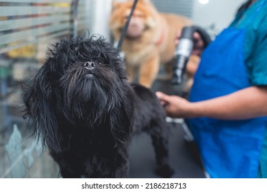 A Pet Groomer Blow Dries A Black Shih Tzu Dog After A Bath. Pampered Pet Grooming At A Salon And Spa.