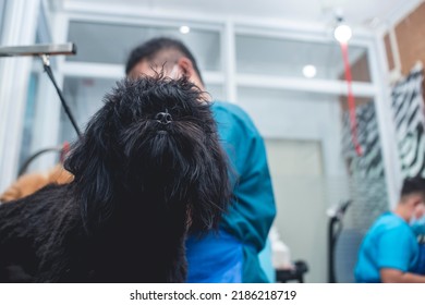 A Pet Groomer Blow Dries A Black Shih Tzu Dog After A Bath. Pampered Pet Grooming At A Salon And Spa.