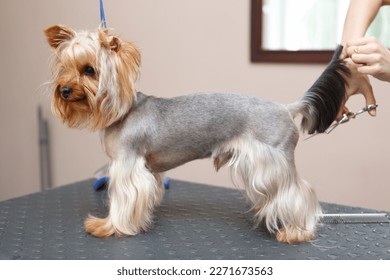 Pet groomer cut fur on yorkshire terrier tail. Cute little yorkie puppy being groomed in vet clinic