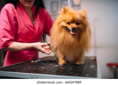 Pet Groomer Cuts With Scissors Claws Of A Dog