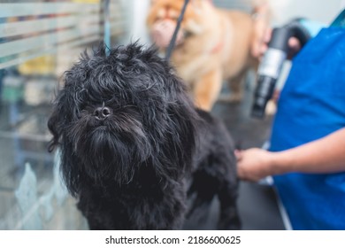 A Pet Groomer Dries A Black Shih Tzu Dog After A Bath. Pampered Pet Grooming At A Salon And Spa.