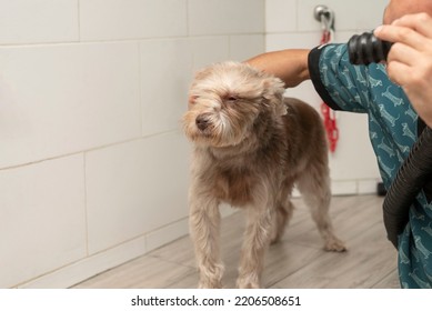 Pet Groomer Dry Dog Fur With A Hair Dryer