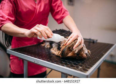 Pet Groomer, Ear Cleaning For Little Dog