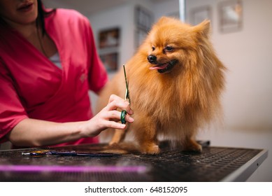 Pet Groomer Makes Grooming Dog