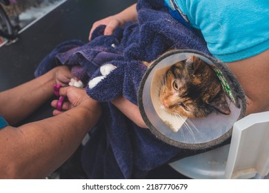 A pet groomer uses a pliers-style nail clipper to cut the claws of a sedated cat wearing an Elizabethan collar while another one holds her in place. Grooming service at a cat salon or vet clinic. - Shutterstock ID 2187770679