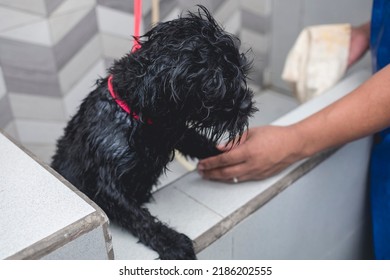 A Pet Groomer Wipes A Wet Black Shih Tzu Dog With A Towel. After A Bath At A Pet Spa Salon Or Veterinary Clinic.