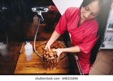 Pet Grooming, Dog Washing In Groomer Salon