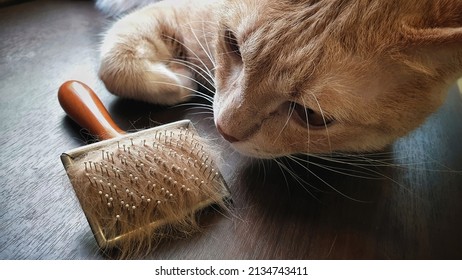 pet hair brush with pet fur clump after grooming cat