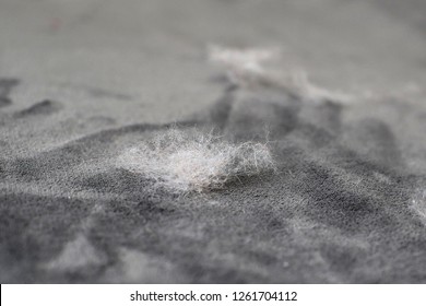 Pet Hair. Cleaning The Cat's Fur. Cat Hair On The Couch.