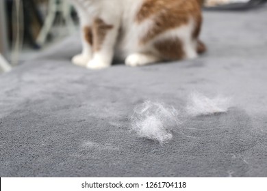 Pet Hair. Cleaning The Cat's Fur. Cat Hair On The Couch.