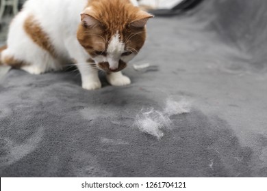 Pet hair. Cleaning the cat's fur. Cat hair on the couch.