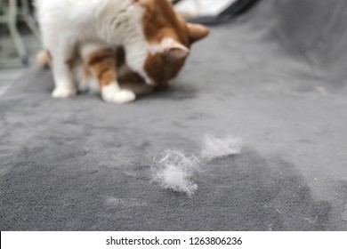 Pet Hair. Cleaning The Cat's Fur. Cat Hair On The Couch.