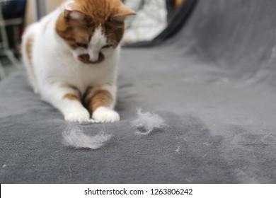 Pet Hair. Cleaning The Cat's Fur. Cat Hair On The Couch.