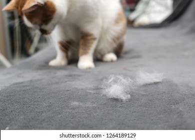 Pet Hair. Cleaning The Cat's Fur. Cat Hair On The Couch.