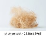 Pet hair loss theme. Brown ball tuft from labrador dog