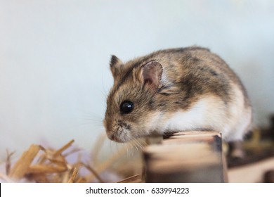 A Pet Hamster